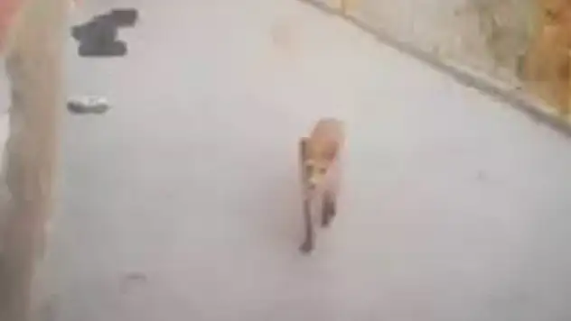 Konya'da evlerin önünde duran terlik ve ayakkabıların kaybolma nedeni, tilki çıktı