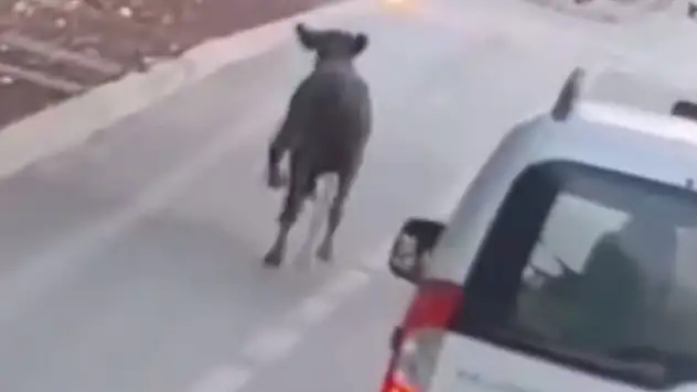 Konya'da firari dana trafikte araçlarla birlikte seyretti
