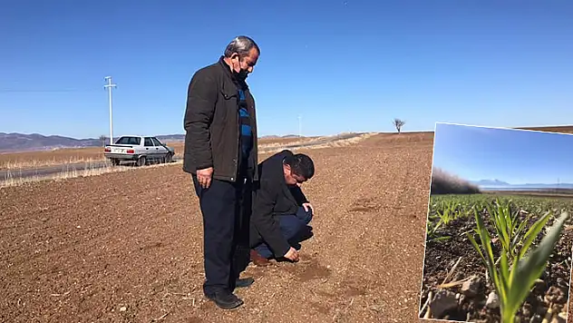 Konya'da geç ekime bağlı hububat ekili tarım alanlarında çimlenme başladı
