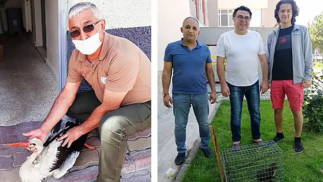 Konya'da gelincik yavrusu, yaralı flamingo ve leylek koruma altına alındı