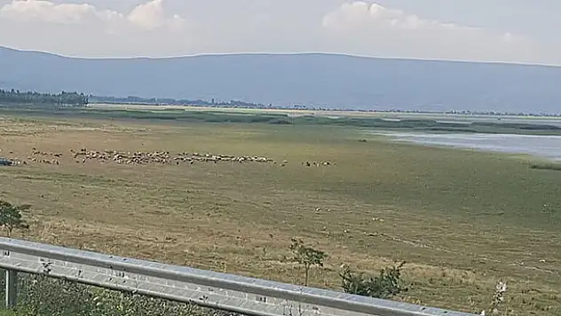 Konya'da göl suyu çekildi, yerini koyun sürüleri aldı