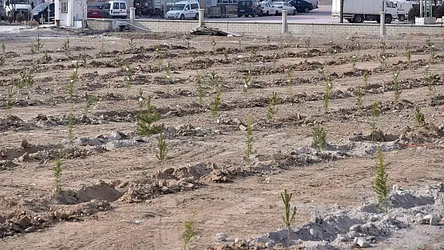 Konya'da görev yapan gazeteciler için 400 fidan dikildi