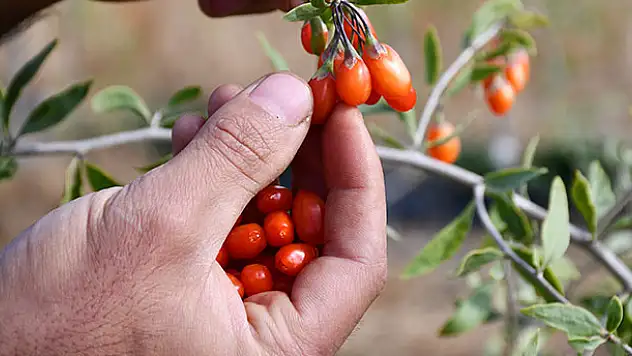Konya'da görev yapan profesör, ata ocağı köyde goji berry yetiştirerek çiftçilere örnek oluyor