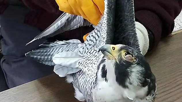 Konya'da gözleri bantlanmış atmaca ve güvercinler bulundu
