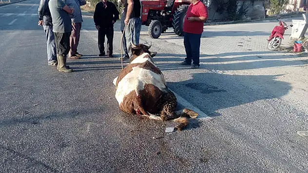Konya'da hafriyat kamyonu yola çıkan ineğe çarptı