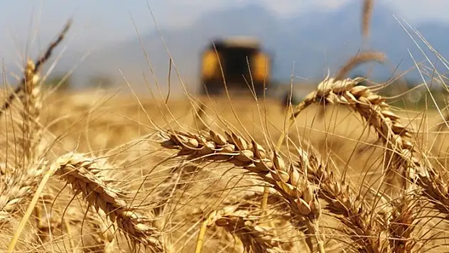 Konya'da hasadı gecikmeli başlayan hububatta, yüksek kalite elde edildi
