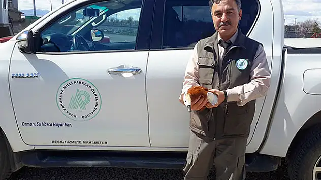 Konya'da hasta angut kuşu tedaviye alınıyor