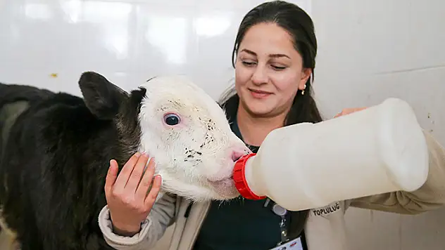 Konya'da hasta olduğu için terk edilen buzağı Fındık'ı özverileriyle hayata bağladılar