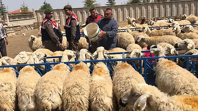 Konya'da hayvan hırsızlığı