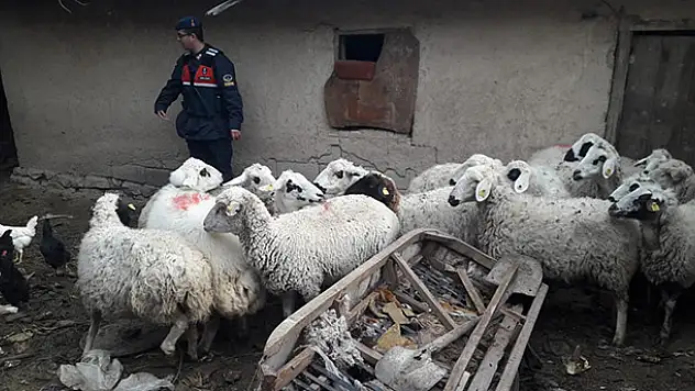 Konya'da hayvan hırsızlığı