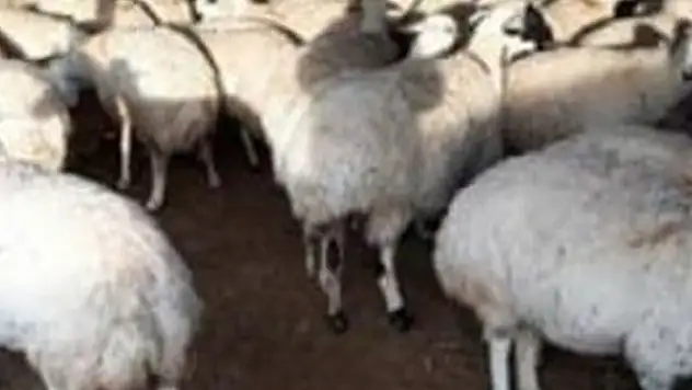Konya'da hayvan hırsızlığı! Ereğli'de ağıldan 31 koyun çalındı