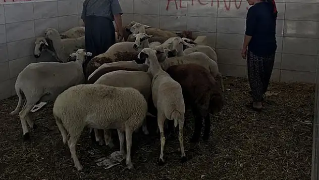 Konya'da hayvan hırsızlığına 2 gözaltı!