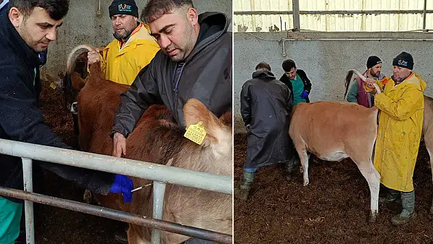 Konya'da hayvan sağlığı denetimlerle korunuyor