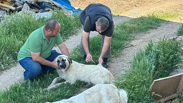 Konya'da hayvan sağlığı sıkı takipte
