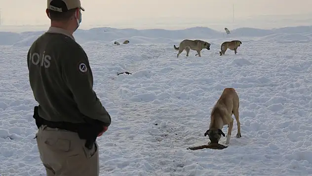 Konya'da hayvanları koruma polisleri, bin 45 ihbara cevap verdi

