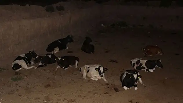 Konya'da hayvanlarını kaybeden adam gasp yalanını uydurdu