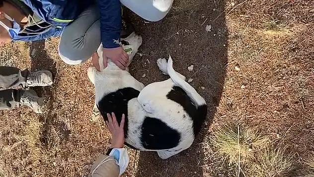 Konya'da hayvanseverler, besledikleri köpeklerden birini daha yaralı buldu

