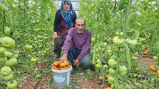 Konya'da hibe ile sera kuran çift, örnek oluyor
