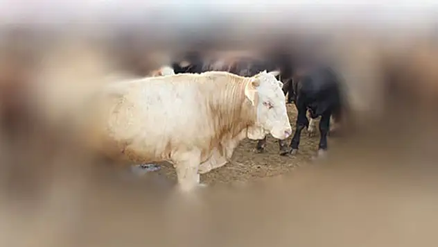 Konya'da hırsızlar ahırdan 12 büyükbaş hayvan çaldı!