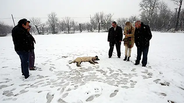 Konya'da hırsızlar çiftlikteki 6 köpeği öldürüp hayvanları çaldı!