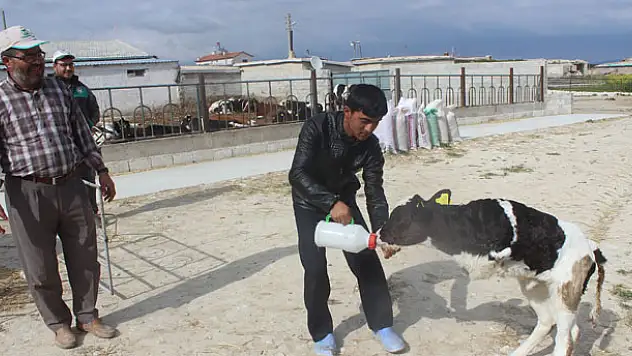 Konya'da Holstein cinsi inek iki ayaklı buzağı doğurdu