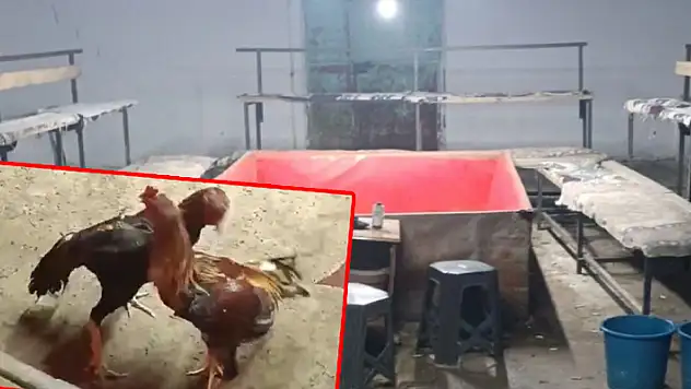 Konya'da horoz dövüştüren 9 kişi suçüstü yakalandı!
