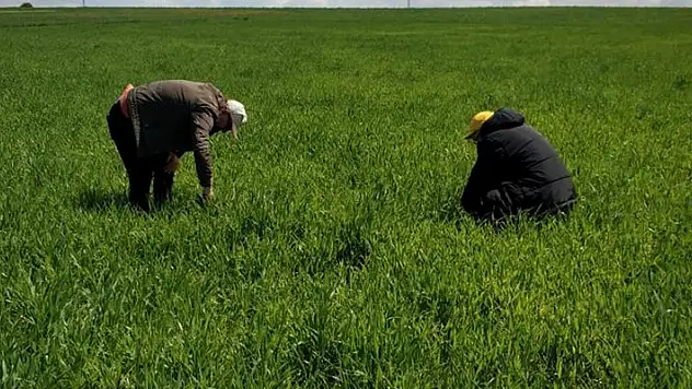 Konya'da hububat ekili alanlarda tarla faresi ile mücadele çalışmaları sürüyor
