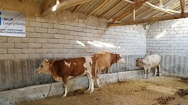 Konya'da hükümlüler 'süt inekçiliği' projesi ile meslek ediniyor