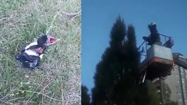 Konya'da ifaiye yuvadan düşen saksağan yavrusu için seferber oldu
