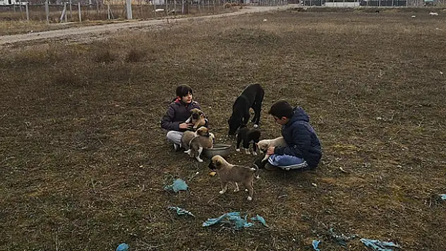 Konya'da iki küçük kardeş annelerinin doyuramadığı yavru köpeklere sahip çıktı