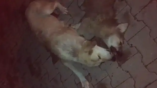 Konya'da insanlıktan utandıran görüntü! Anne köpek, biri yaralı diğeri ölü iki yavrusunun başından ayrılmadı