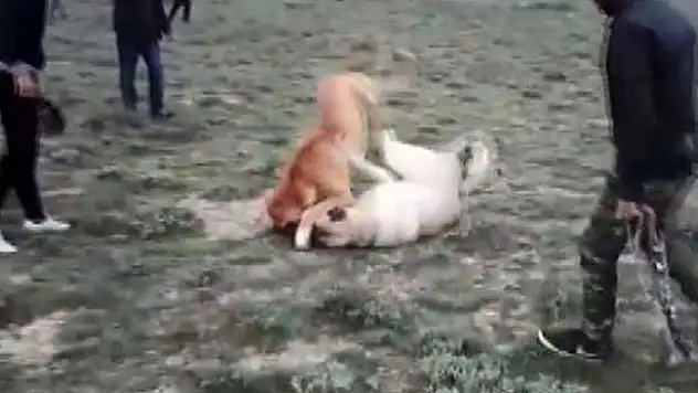 Konya'da internet sitesi üzerinden köpek dövüşü ve bahis organize edenlere operasyon