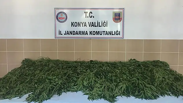 Konya'da jandarmadan kenevir operasyonu