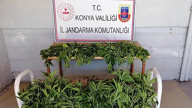Konya'da jandarmadan kenevir operasyonu