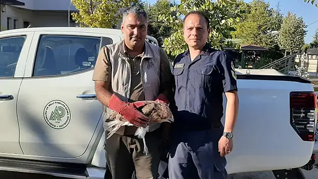 Konya'da jandarmanın bitkin halde bulduğu kızıl şahin tedaviye alındı
