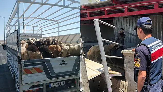 Konya'da jandarmanın denetiminde küpesiz koyun ele geçirildi: Para cezası...