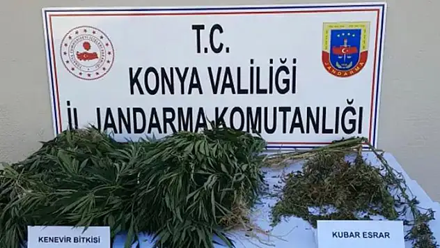 Konya'da JASAT ekiplerinden yasa dışı kenevir ekenlere operasyon: 2 gözaltı
