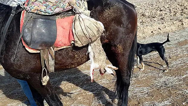 Konya'da kaçak avcılığa ceza