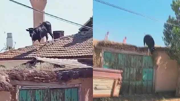 Konya'da kaçan boğa, binanın çatısına çıktı, sahipleri güçlükle yakaladı