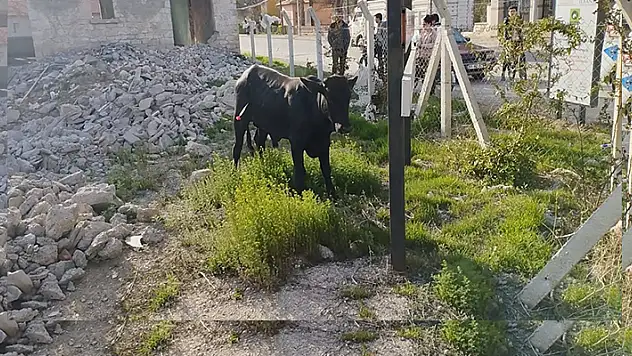 Konya'da kaçan dana 3 saat süren mücadele sonunda yakalandı
