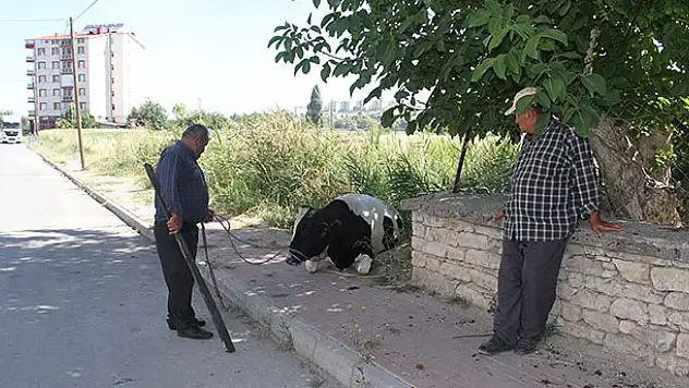 Konya'da kaçan kurbanlık iğne vurularak yakalandı