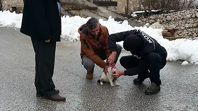 Konya'da kafası konserve kutusuna sıkışan kedi kurtarıldı