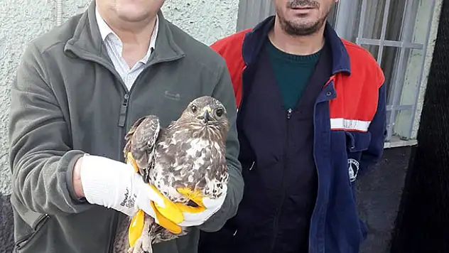 Konya'da kanadından yaralı halde bulunan şahin korumaya alındı