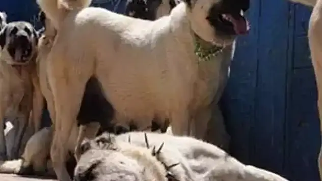 Konya'da kangal cinsi çoban köpeklerinin zehirlendiği iddia edildi
