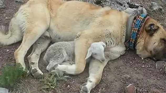 Konya'da kangal köpeğinden kuzuya şefkat
