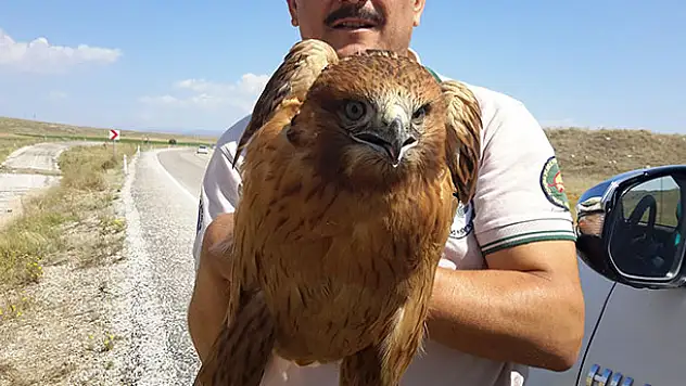 Konya'da karayolunda yaralı bulunan şahin tedavi altına alındı