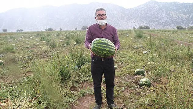 Konya'da karpuz hasadı başladı