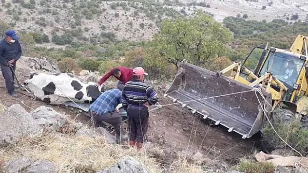 Konya'da kayalıklara düşen gebe ineği belediye ekipleri kurtardı
