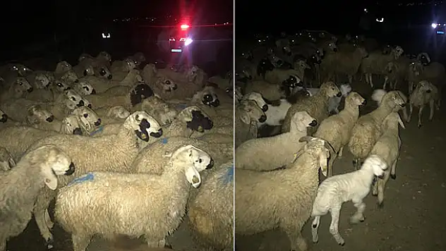 Konya'da kaybolan koyun sürüsünü jandarma buldu
