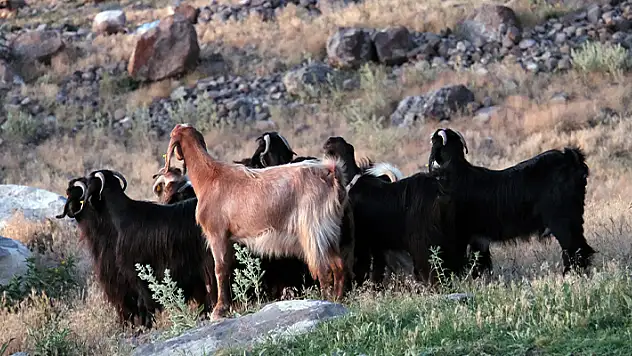Konya'da kayıp keçiler dronla bulundu

